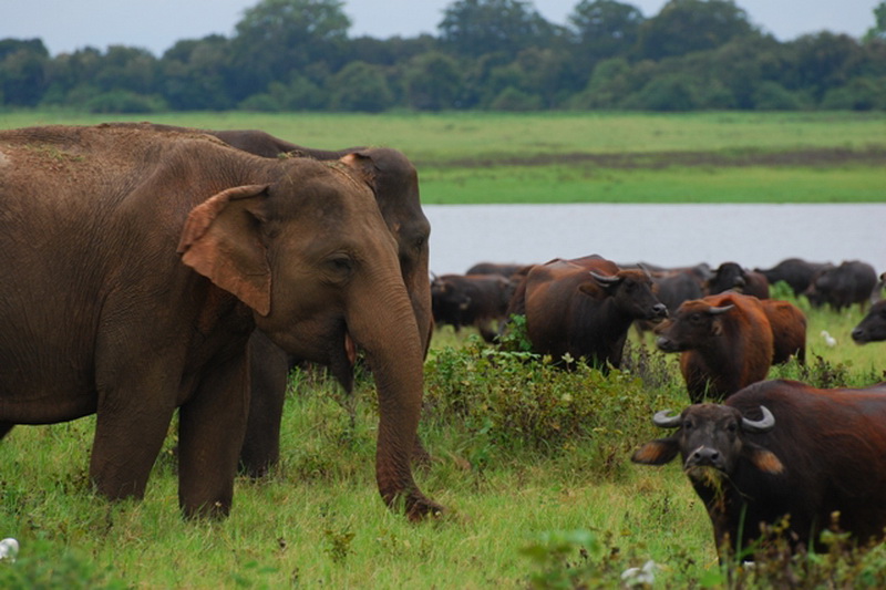 Sri Lanka, National parks